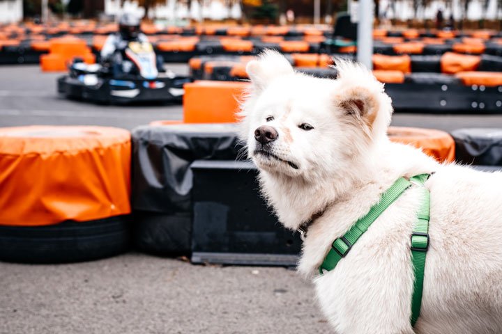 Заезды в F1-Картинг на Малиновке