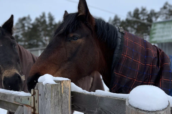 Индивидуальная прогулка верхом в сопровождении инструктора в Green Ranch